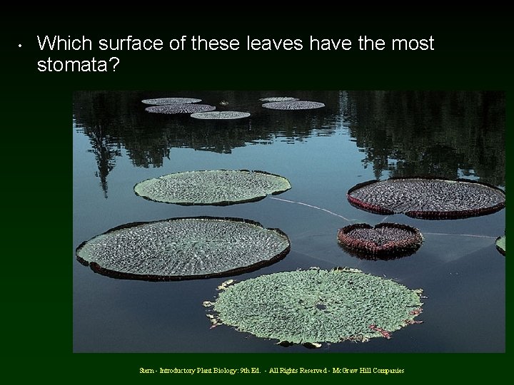  • Which surface of these leaves have the most stomata? Stern - Introductory