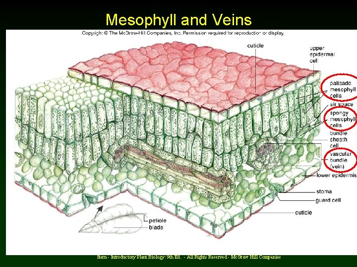 Mesophyll and Veins Stern - Introductory Plant Biology: 9 th Ed. - All Rights