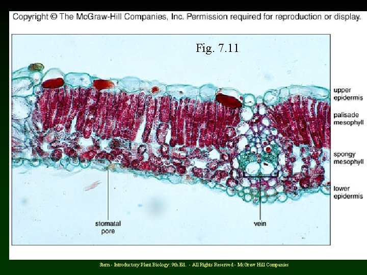 Fig. 7. 11 Stern - Introductory Plant Biology: 9 th Ed. - All Rights