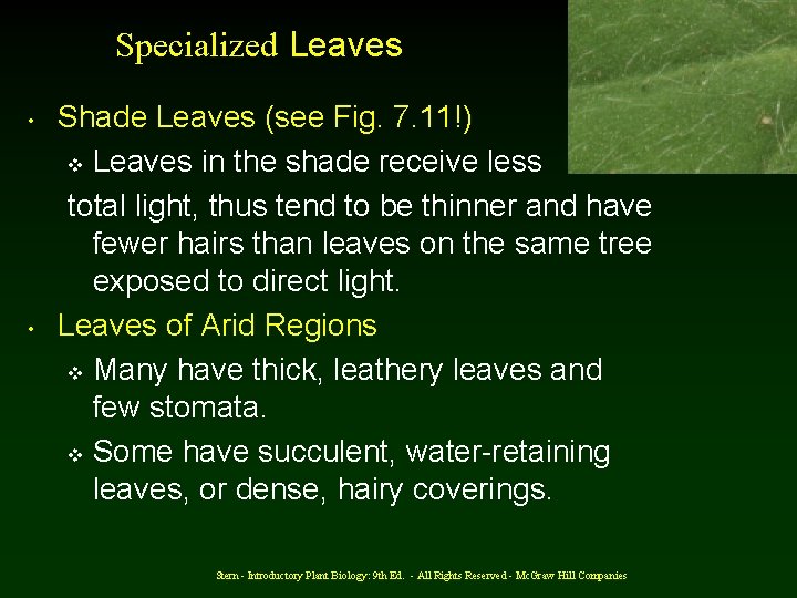 Specialized Leaves • • Shade Leaves (see Fig. 7. 11!) v Leaves in the