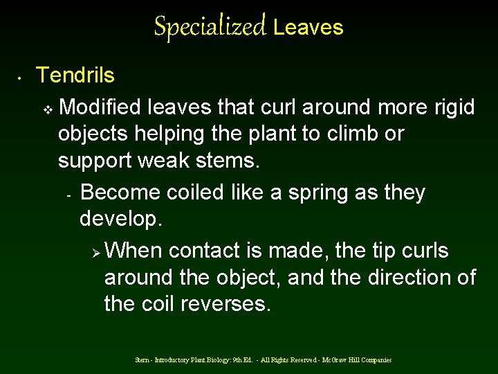 Specialized Leaves • Tendrils v Modified leaves that curl around more rigid objects helping