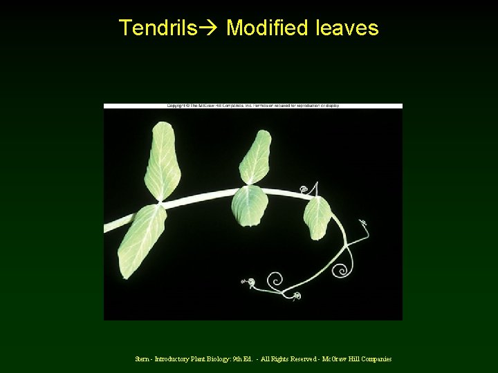 Tendrils Modified leaves Stern - Introductory Plant Biology: 9 th Ed. - All Rights