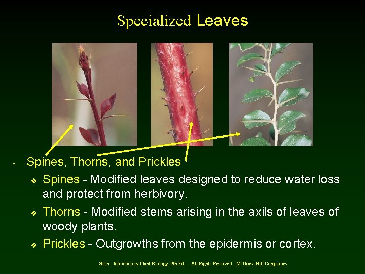 Specialized Leaves • Spines, Thorns, and Prickles v Spines - Modified leaves designed to