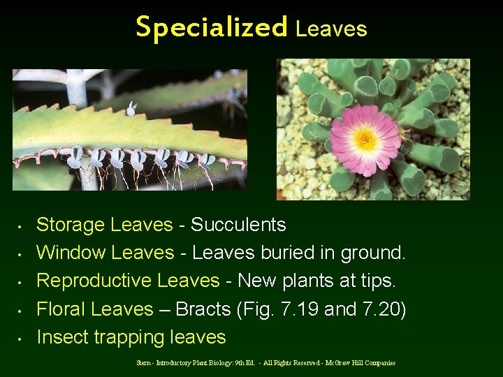 Specialized Leaves • • • Storage Leaves - Succulents Window Leaves - Leaves buried