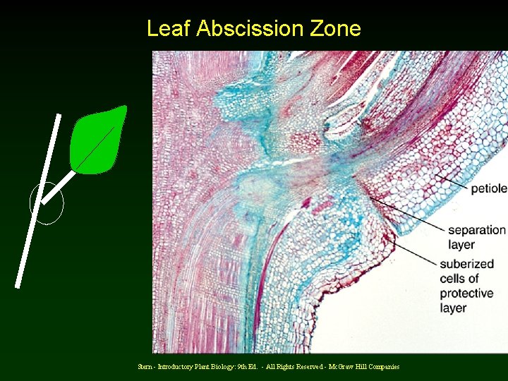 Leaf Abscission Zone Stern - Introductory Plant Biology: 9 th Ed. - All Rights
