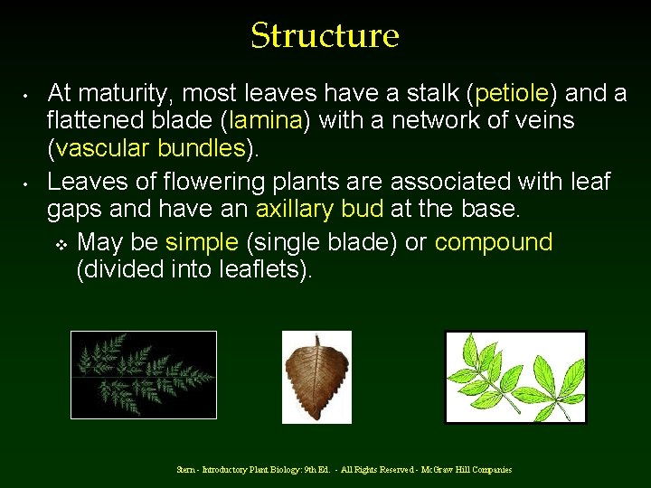 Structure • • At maturity, most leaves have a stalk (petiole) and a flattened