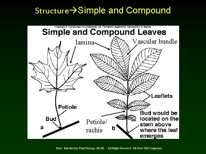 Structure Simple and Compound lamina Vascular bundle Petiole/ rachis Stern - Introductory Plant Biology:
