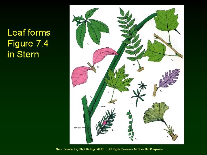 Leaf forms Figure 7. 4 in Stern - Introductory Plant Biology: 9 th Ed.