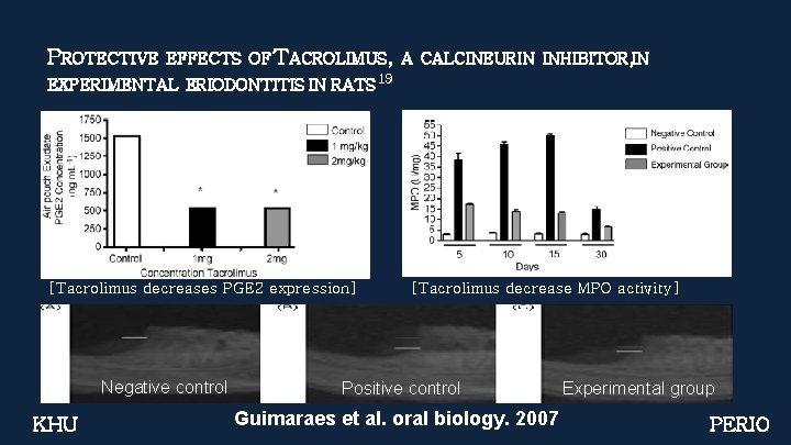PROTECTIVE EFFECTS OF TACROLIMUS, A CALCINEURIN INHIBITOR, IN EXPERIMENTAL ERIODONTITIS IN RATS 19 [Tacrolimus