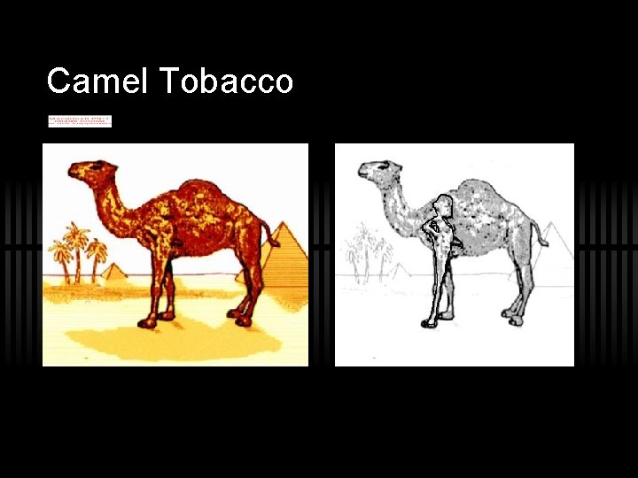 Camel Tobacco 