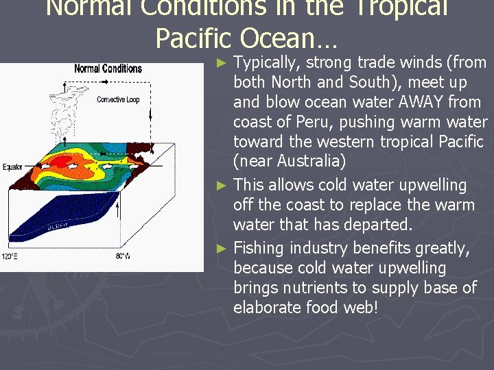 Normal Conditions in the Tropical Pacific Ocean… Typically, strong trade winds (from both North