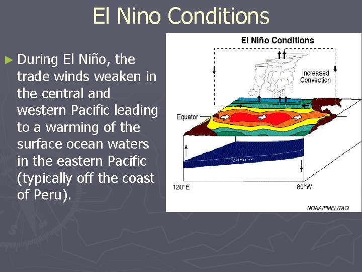 El Nino Conditions ► During El Niño, the trade winds weaken in the central