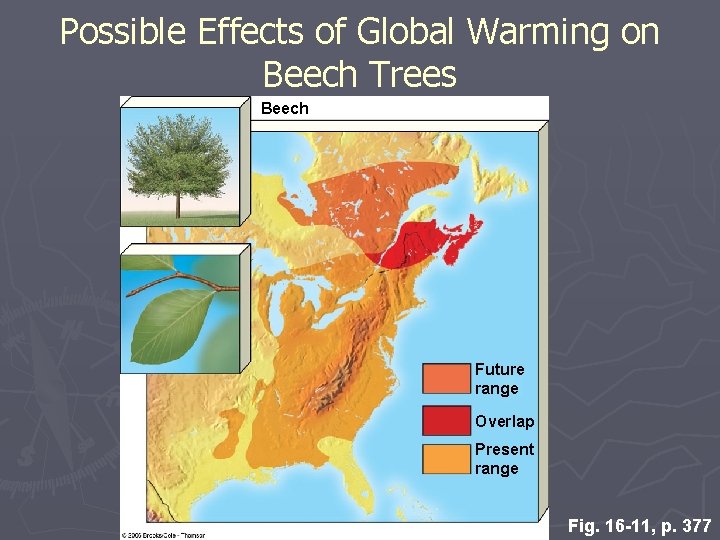 Possible Effects of Global Warming on Beech Trees Beech Future range Overlap Present range