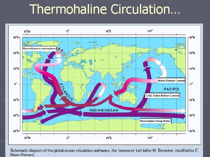 Thermohaline Circulation… 