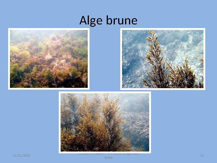 Alge brune 11/21/2020 Scoala cu clasele I - VIII Lucian Blaga Baia Mare 11