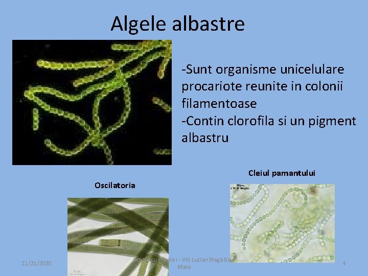 Algele albastre -Sunt organisme unicelulare procariote reunite in colonii filamentoase -Contin clorofila si un