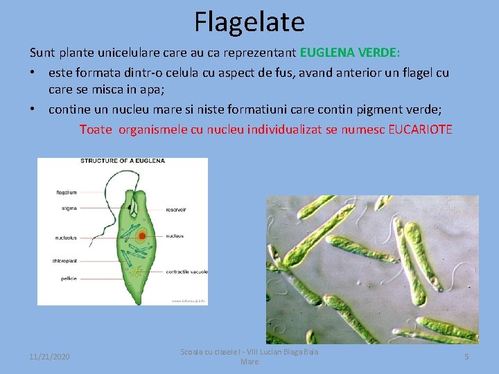 Flagelate Sunt plante unicelulare care au ca reprezentant EUGLENA VERDE: • este formata dintr-o