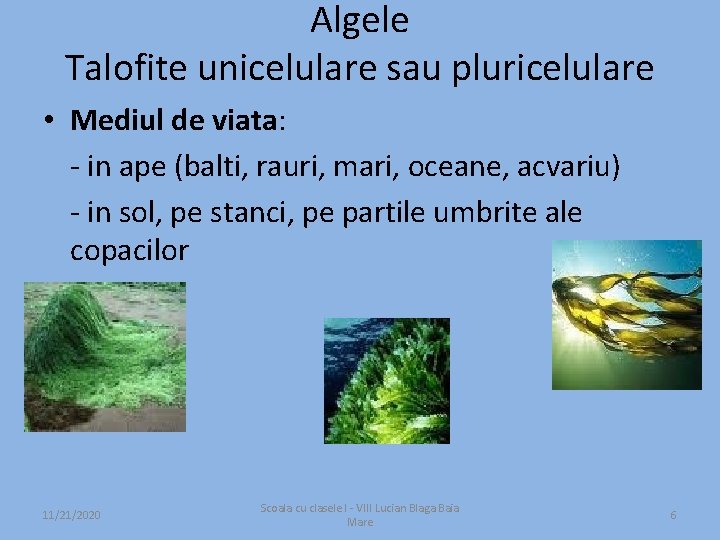 Algele Talofite unicelulare sau pluricelulare • Mediul de viata: - in ape (balti, rauri,