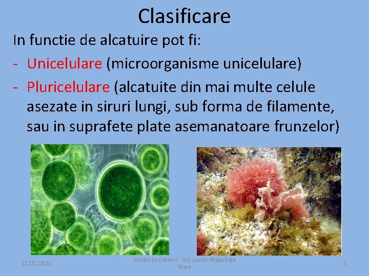 Clasificare In functie de alcatuire pot fi: - Unicelulare (microorganisme unicelulare) - Pluricelulare (alcatuite