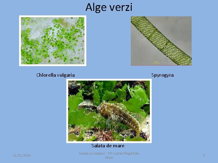 Alge verzi Chlorella vulgaria Spyrogyra Salata de mare 11/21/2020 Scoala cu clasele I -