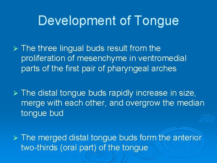 Development of Tongue Ø The three lingual buds result from the proliferation of mesenchyme