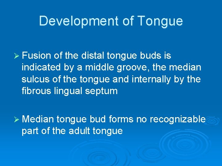 Development of Tongue Ø Fusion of the distal tongue buds is indicated by a