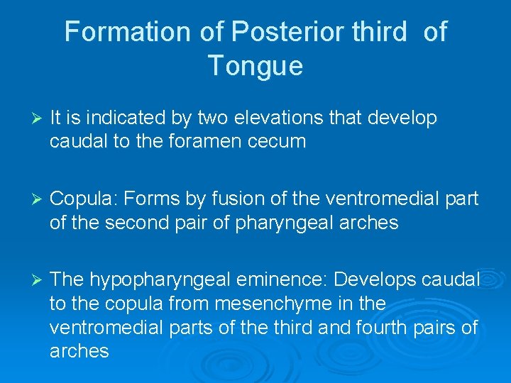 Formation of Posterior third of Tongue Ø It is indicated by two elevations that