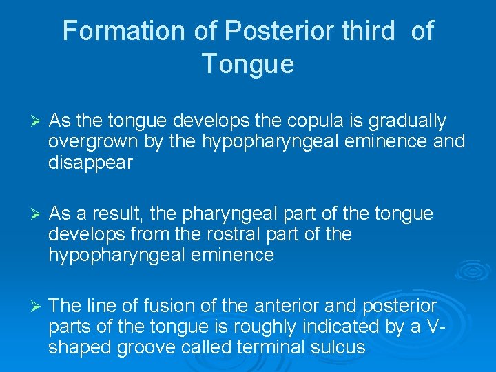 Formation of Posterior third of Tongue Ø As the tongue develops the copula is