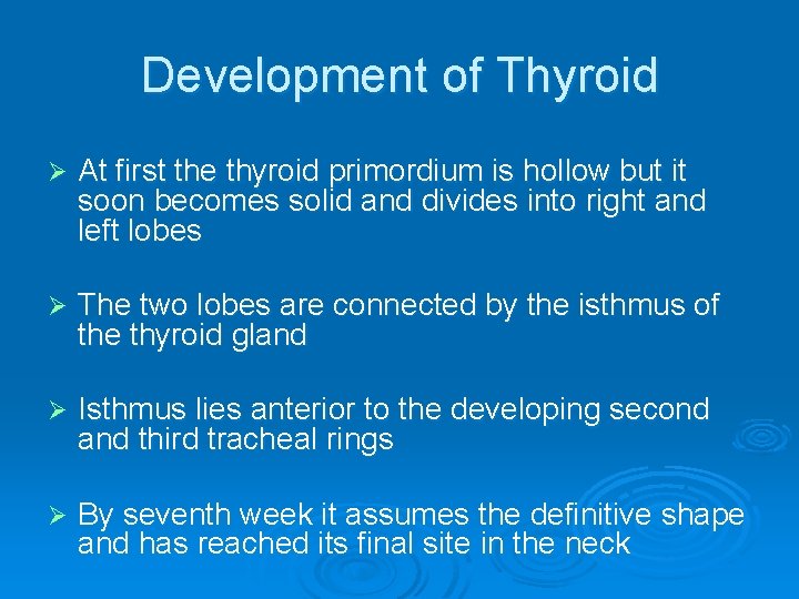 Development of Thyroid Ø At first the thyroid primordium is hollow but it soon