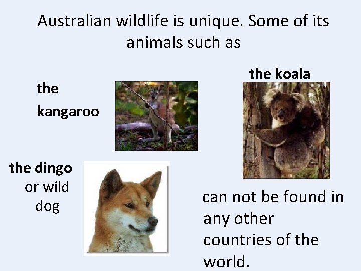 Australian wildlife is unique. Some of its animals such as the kangaroo the dingo