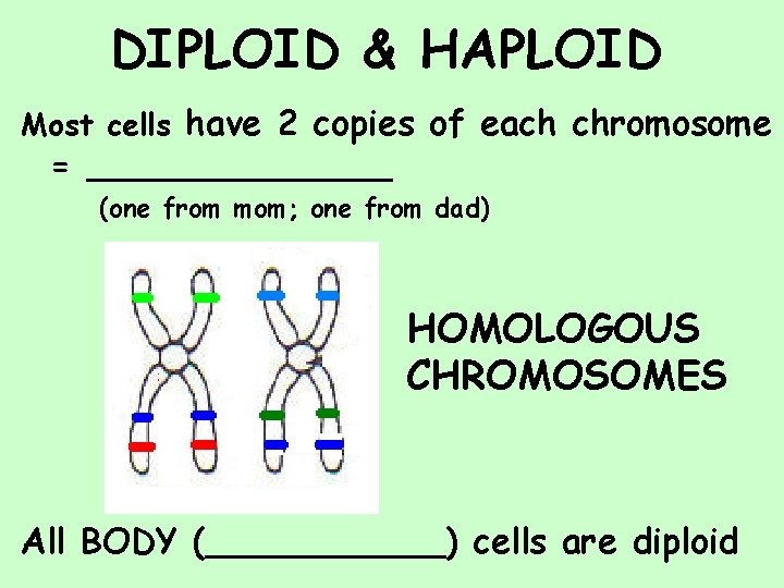 DIPLOID & HAPLOID Most cells have 2 copies of each chromosome = _______ (one