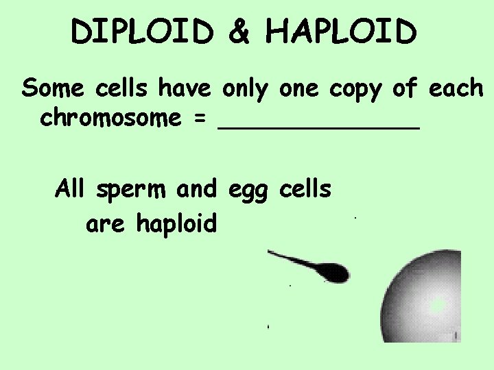 DIPLOID & HAPLOID Some cells have only one copy of each chromosome = _______