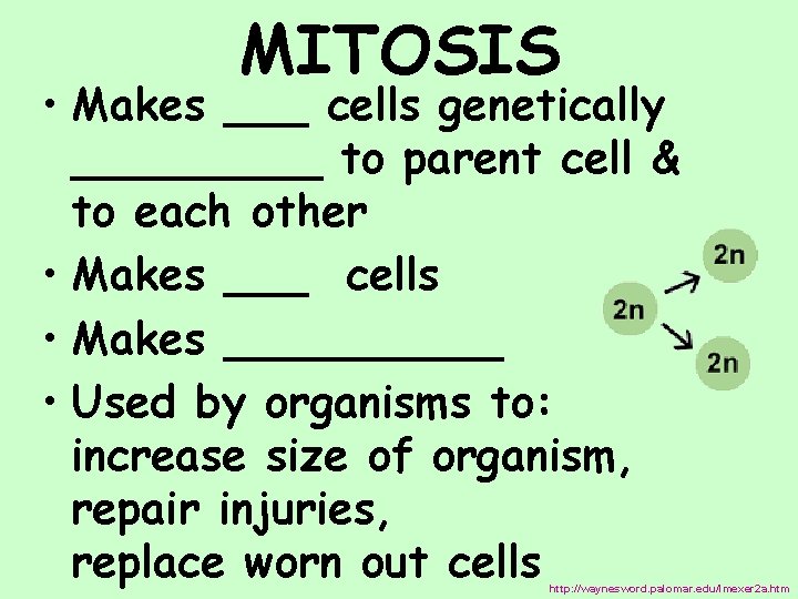 MITOSIS • Makes ___ cells genetically _____ to parent cell & to each other