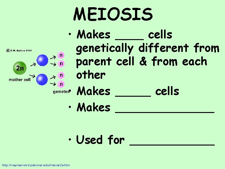 MEIOSIS • Makes ____ cells genetically different from parent cell & from each other