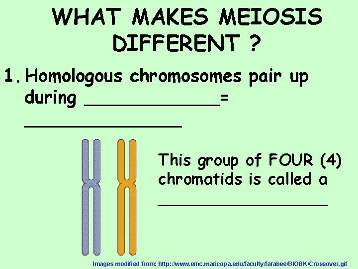 WHAT MAKES MEIOSIS DIFFERENT ? 1. Homologous chromosomes pair up during ______= _______ This