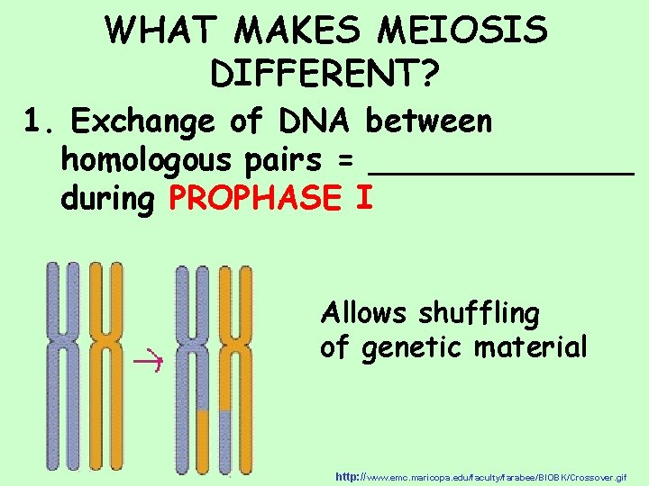 WHAT MAKES MEIOSIS DIFFERENT? 1. Exchange of DNA between homologous pairs = _______ during