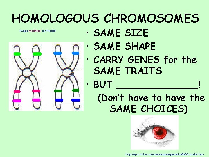 HOMOLOGOUS CHROMOSOMES Image modified by Riedell • SAME SIZE • SAME SHAPE • CARRY