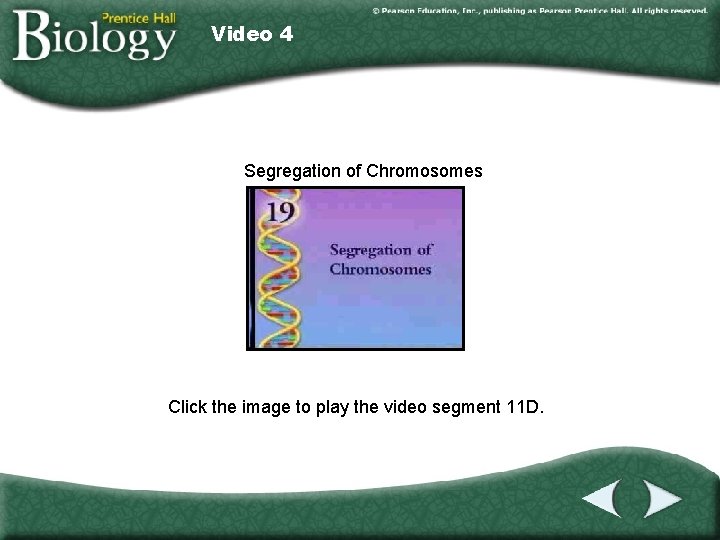 Video 4 Segregation of Chromosomes Click the image to play the video segment 11