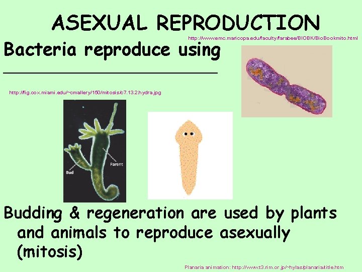 ASEXUAL REPRODUCTION Bacteria reproduce using http: //www. emc. maricopa. edu/faculty/farabee/BIOBK/Bio. Bookmito. html _________________ http: