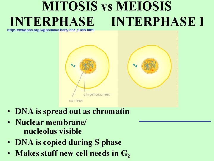 MITOSIS vs MEIOSIS INTERPHASE I http: //www. pbs. org/wgbh/nova/baby/divi_flash. html • DNA is spread