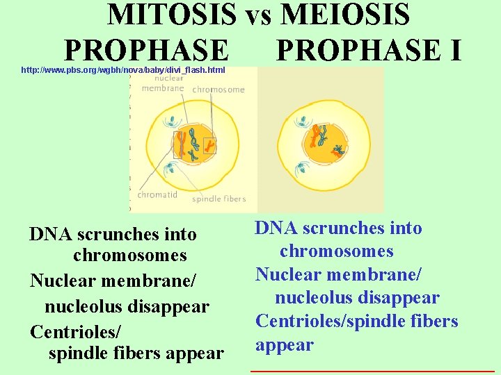 MITOSIS vs MEIOSIS PROPHASE I http: //www. pbs. org/wgbh/nova/baby/divi_flash. html DNA scrunches into chromosomes