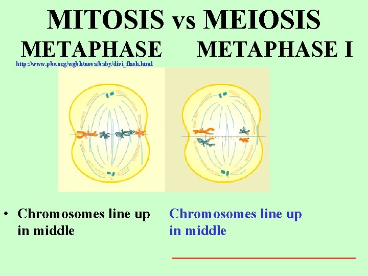 MITOSIS vs MEIOSIS METAPHASE http: //www. pbs. org/wgbh/nova/baby/divi_flash. html • Chromosomes line up in