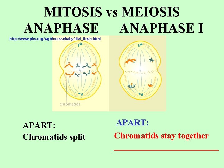 MITOSIS vs MEIOSIS ANAPHASE I http: //www. pbs. org/wgbh/nova/baby/divi_flash. html APART: Chromatids split APART: