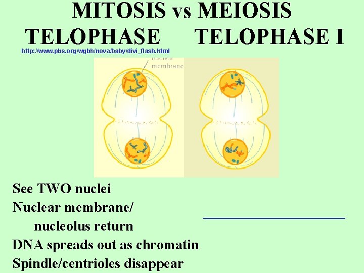 MITOSIS vs MEIOSIS TELOPHASE I http: //www. pbs. org/wgbh/nova/baby/divi_flash. html See TWO nuclei Nuclear