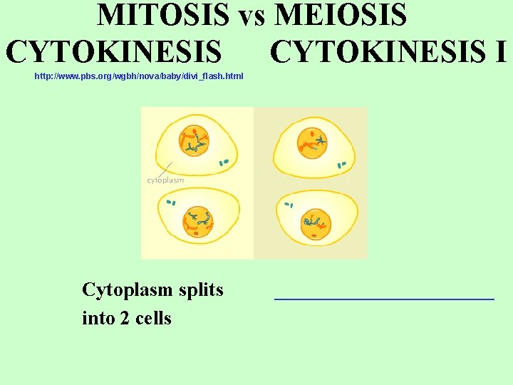 MITOSIS vs MEIOSIS CYTOKINESIS I http: //www. pbs. org/wgbh/nova/baby/divi_flash. html Cytoplasm splits into 2