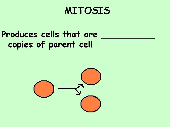 MITOSIS Produces cells that are _____ copies of parent cell 