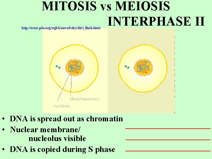 MITOSIS vs MEIOSIS INTERPHASE II http: //www. pbs. org/wgbh/nova/baby/divi_flash. html • DNA is spread