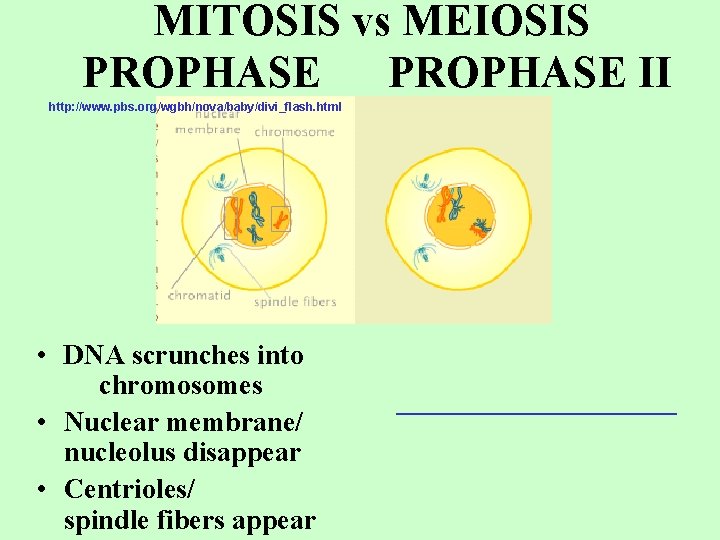 MITOSIS vs MEIOSIS PROPHASE II http: //www. pbs. org/wgbh/nova/baby/divi_flash. html • DNA scrunches into