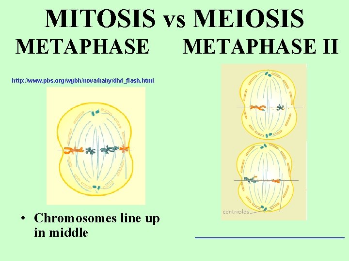 MITOSIS vs MEIOSIS METAPHASE II http: //www. pbs. org/wgbh/nova/baby/divi_flash. html • Chromosomes line up