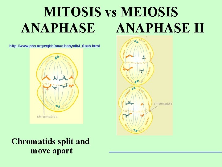 MITOSIS vs MEIOSIS ANAPHASE II http: //www. pbs. org/wgbh/nova/baby/divi_flash. html Chromatids split and move